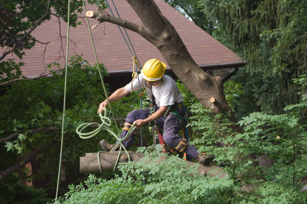 Professional Tree Services in Morgantown, PA