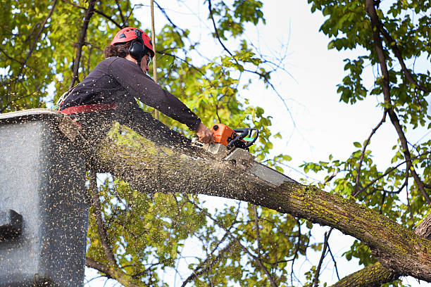  Morgantown, PA Tree Services Pros