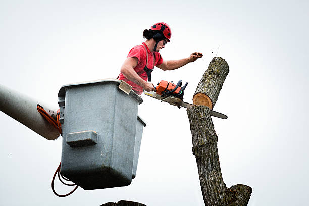 How Our Tree Care Process Works  in  Morgantown, PA