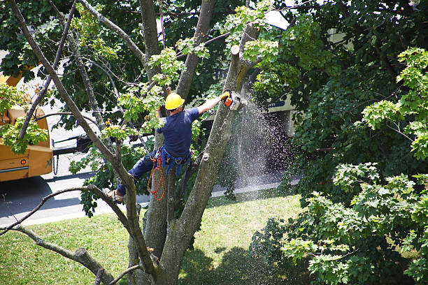 Best Lot and Land Clearing  in Morgantown, PA