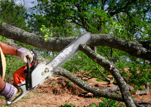 Best Fruit Tree Pruning  in Morgantown, PA